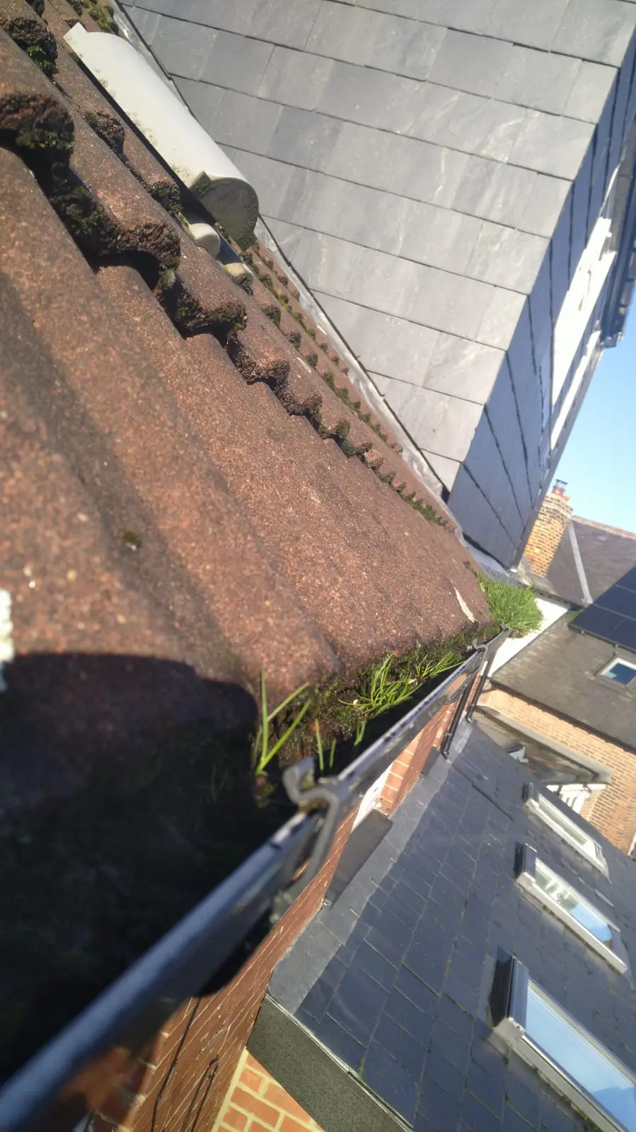 Tough gutter clear above conservatory in Leeds. Debris packed in under tiles and overgrown