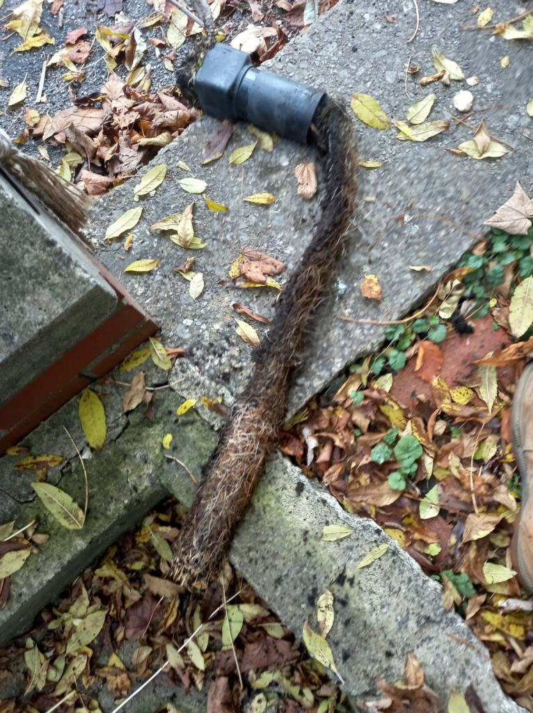 very long root system removed from a downpipe in leeds