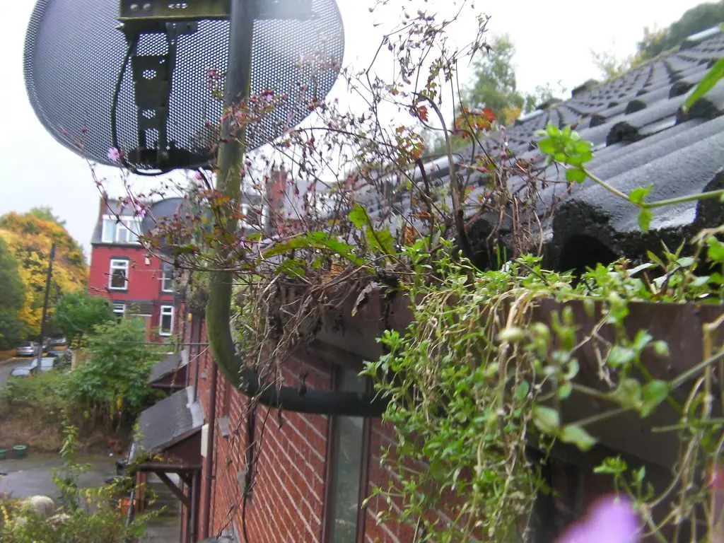 A Meanwood full Gutter before our gutter cleaning.