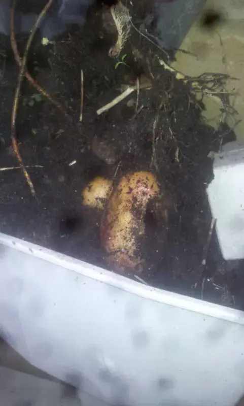 Potatoes in the hopper