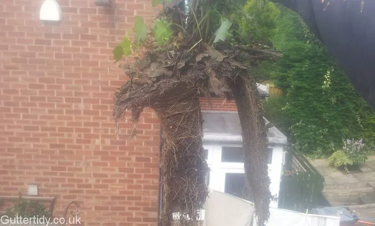 plant and root blockage removed from down pipe horseforth, Leeds